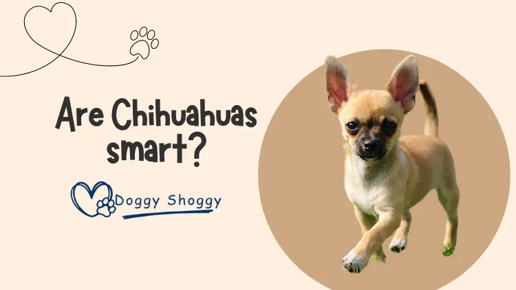 Are Chihuahuas smart