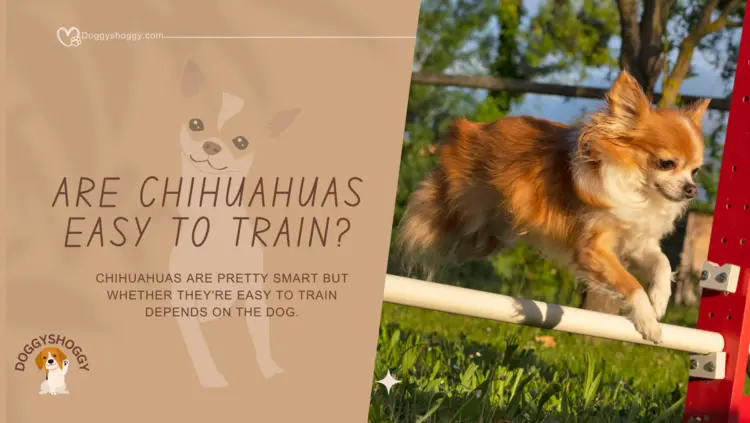 How to Train a Chihuahua