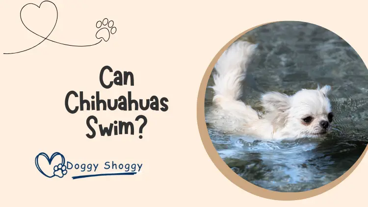 Can Chihuahuas Swim