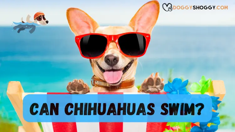 Can Chihuahuas Swim? | Guide How To Train It