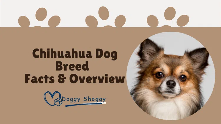 Chihuahua Dog Breed