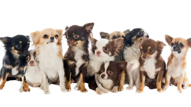 Chihuahua Dog Breed | Facts & Overview