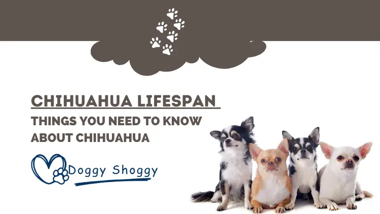 Chihuahua Lifespan