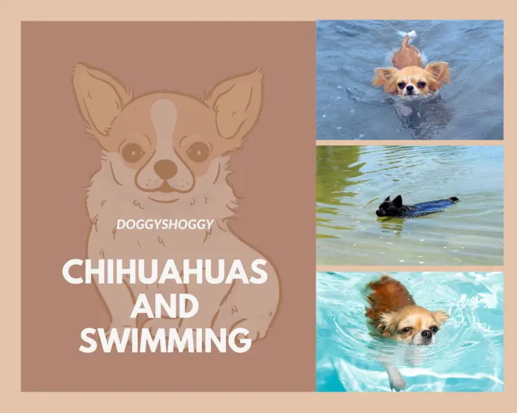 How to Train a Chihuahua