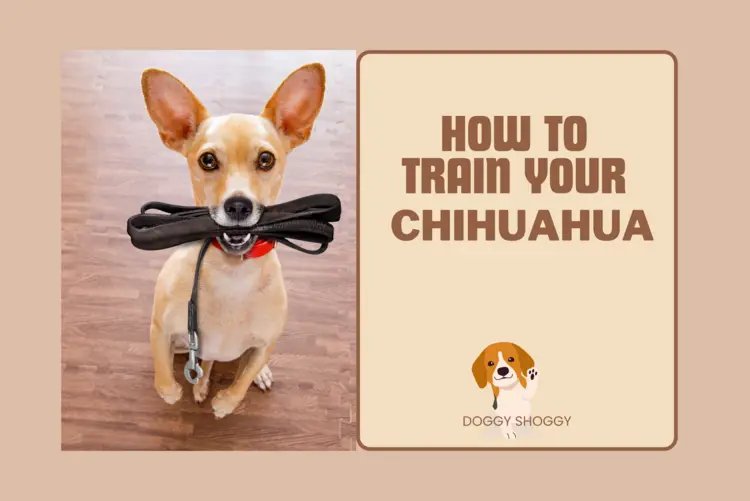 How to Train a Chihuahua?