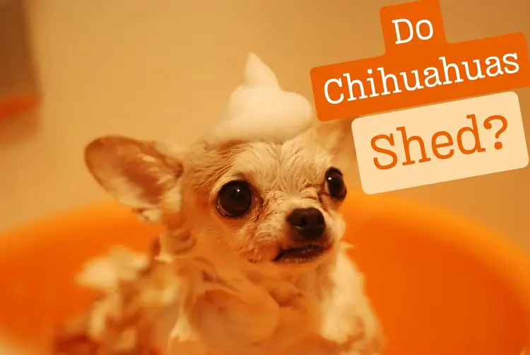Do Chihuahuas Shed? | Amount of Shedding?