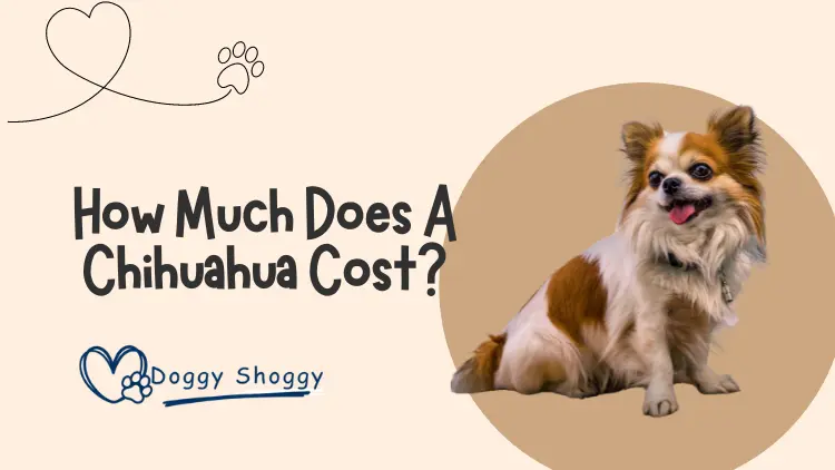 How Much Does A Chihuahua Cost