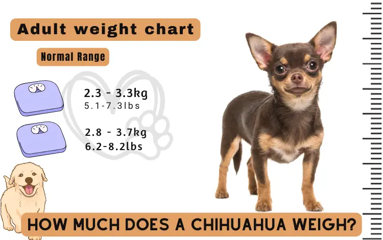 How Much Does a Chihuahua Weigh?