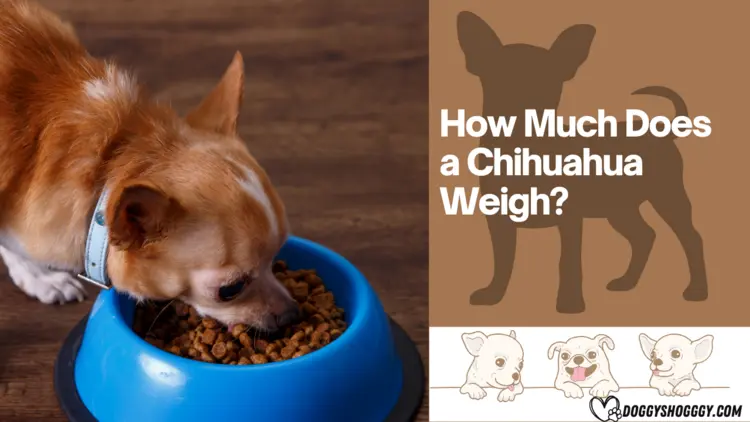 How Much Does a Chihuahua Weigh 