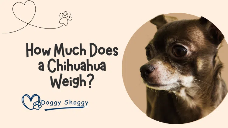 How Much Does a Chihuahua Weigh