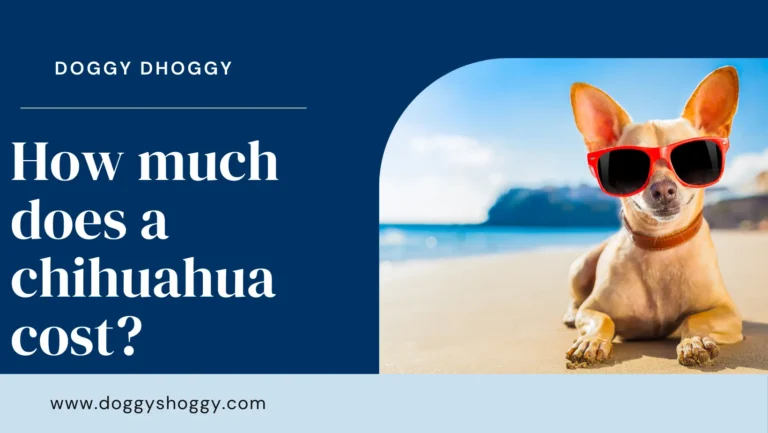 How Much Does A Chihuahua Cost?
