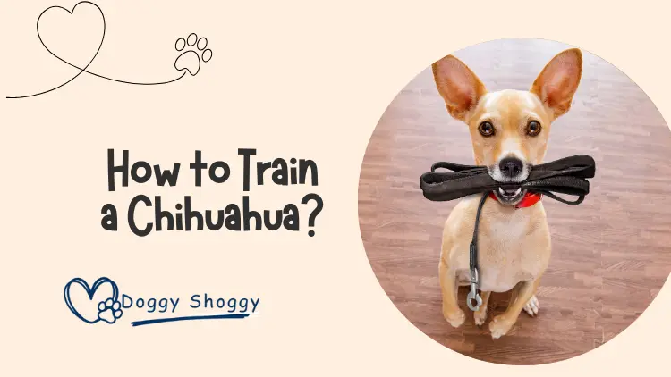 How to Train a Chihuahua