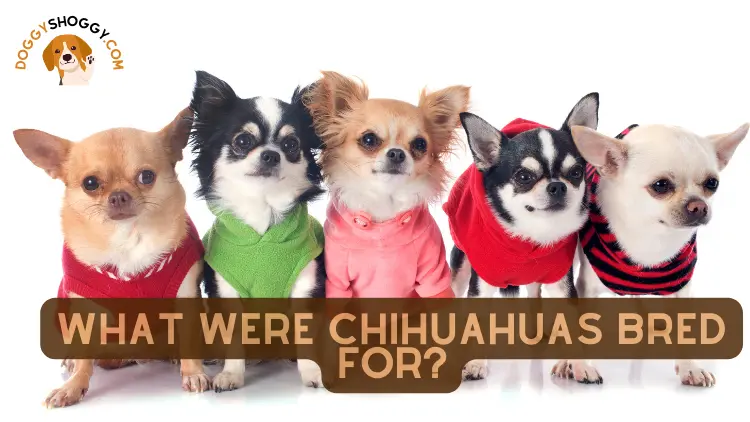 What Were Chihuahuas Bred For?
