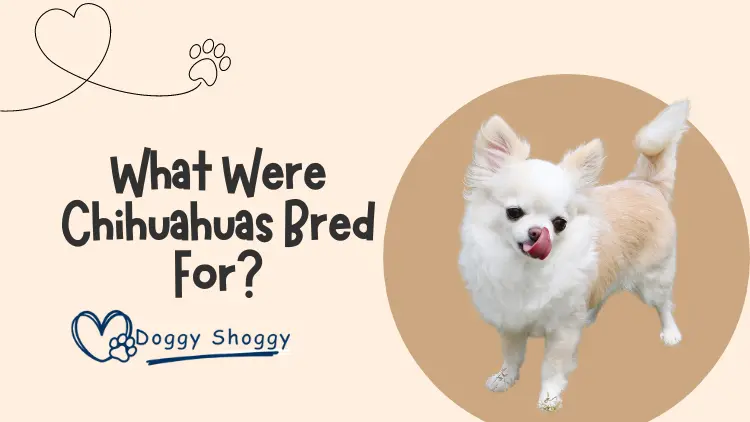 What Were Chihuahuas Bred For