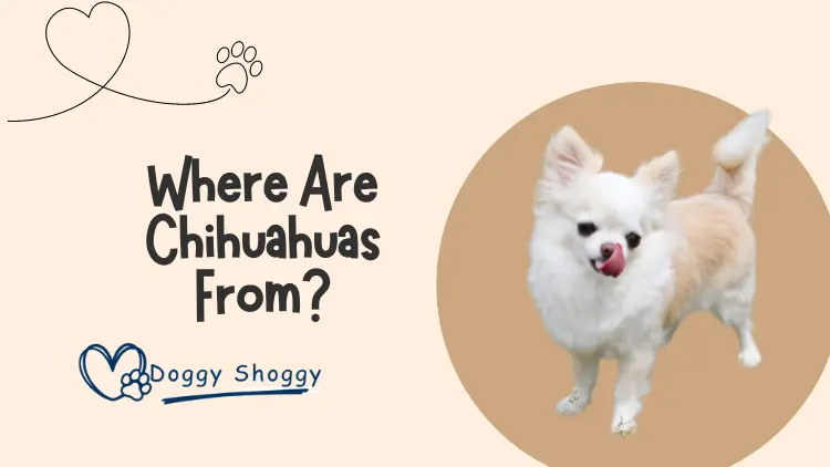 Where Are Chihuahuas From