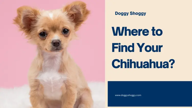 Where to Find Your Chihuahua?