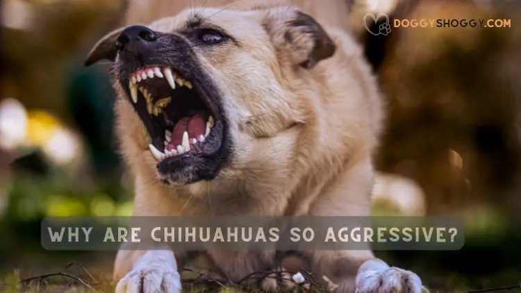 An In Depth Exploration | Why are Chihuahuas so aggressive?