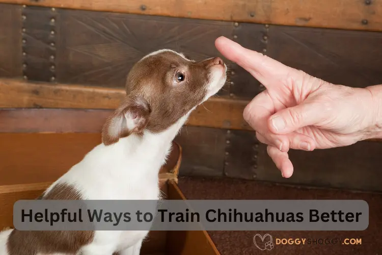 Why Are Chihuahuas So Aggressive