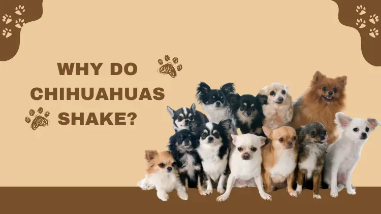 Why Do Chihuahuas Shake