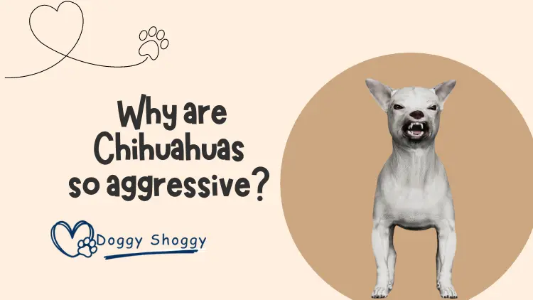 Why are Chihuahuas so aggressive