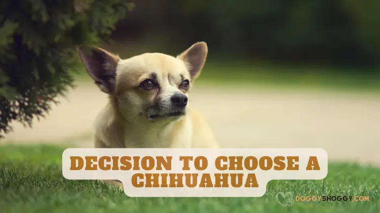 Why are Chihuahuas so aggressive