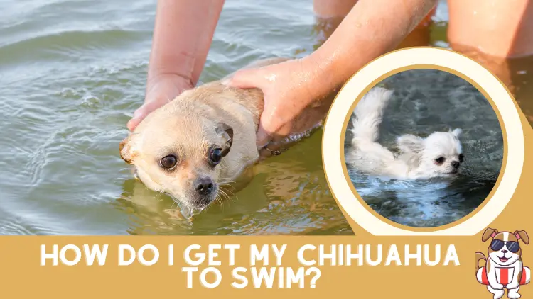 Can Chihuahua Swim