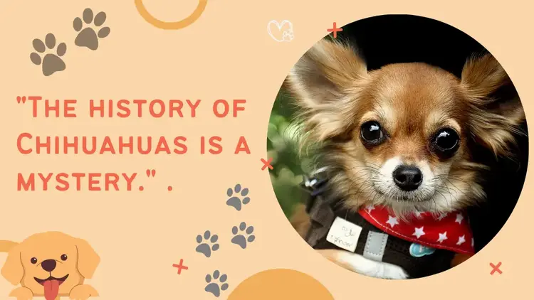 Where Are Chihuahuas From