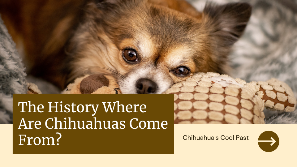 where chihuahua come from