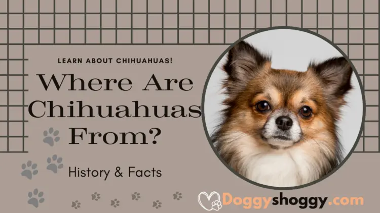Where Are Chihuahuas From? | A Tale of Mexican Royalty