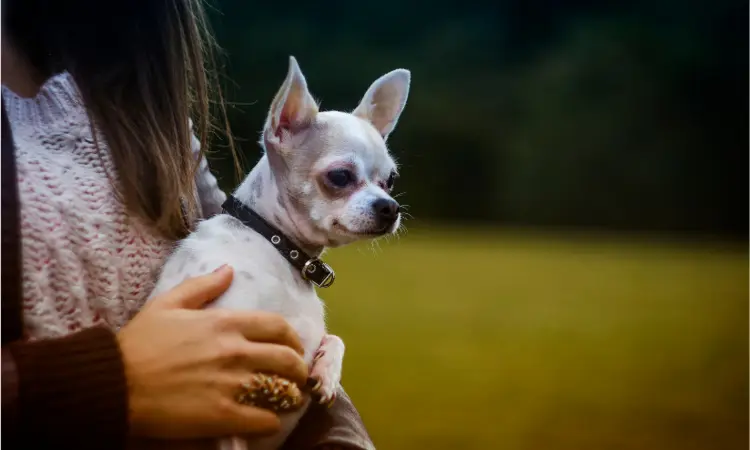3 Tips For Chihuahua Care and Awareness 