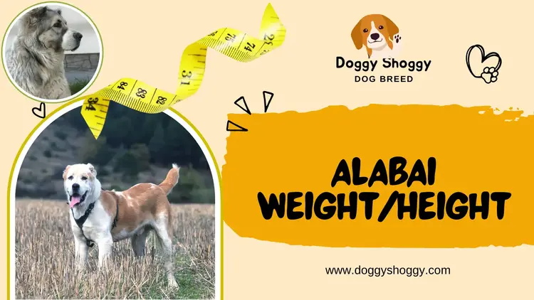 ALABAI Weight/Height