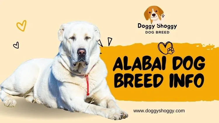 Alabai: Dog Breed Info