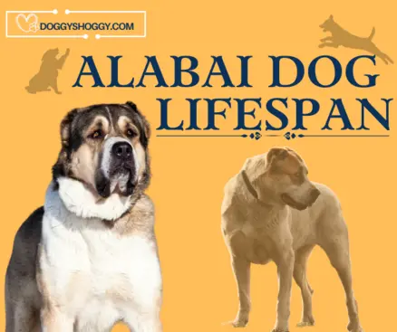 Alabai dog lifespan | How long do they live?