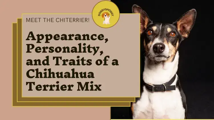 Appearance, Personality, and Traits of a Chihuahua Terrier Mix