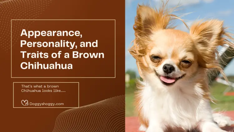 Health Problems of Chihuahua Brown