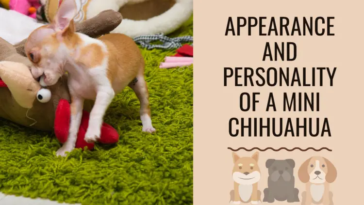 Appearance and personality of a mini chihuahua