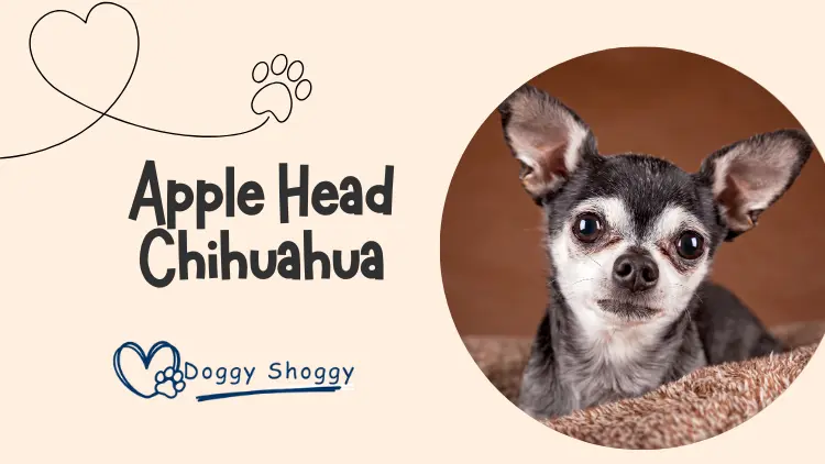 Apple Head Chihuahua