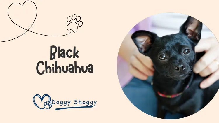 Black Chihuahua