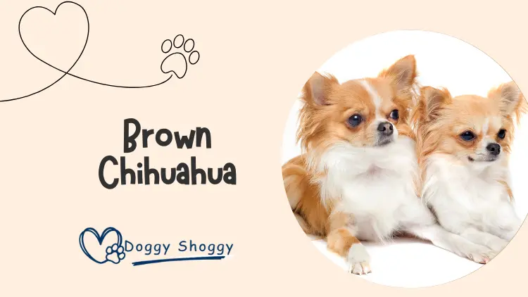 Brown Chihuahua