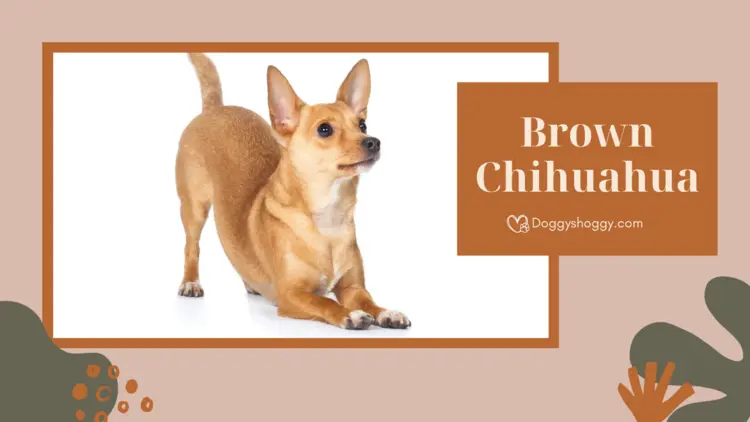 Brown Chihuahua: A Look into the Life of a Chocolate Charm