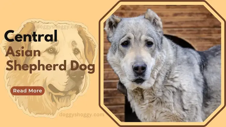 Alabai dog breed