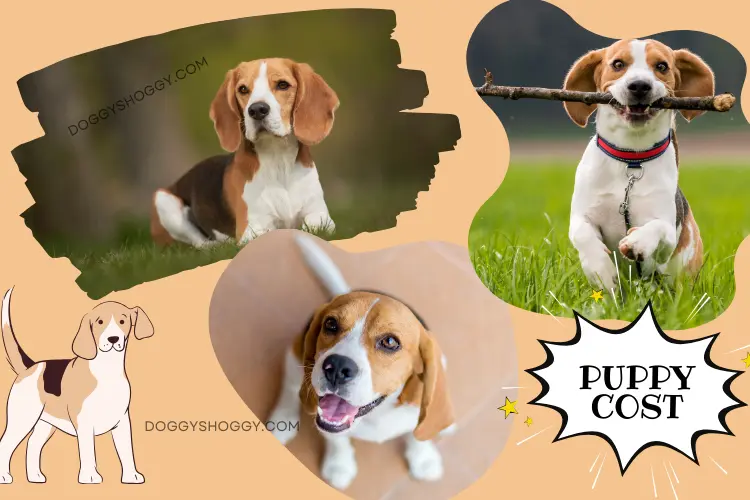 Beagle Breed Information & Puppy Costs