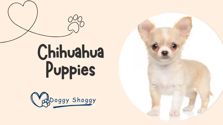 Chihuahua Puppies