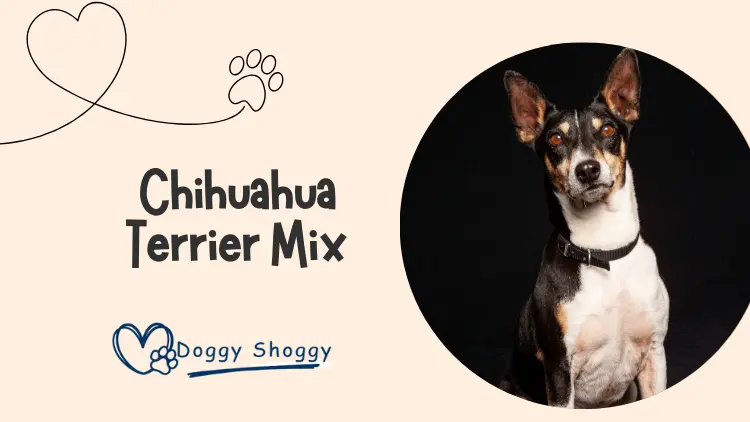 Chihuahua Terrier Mix