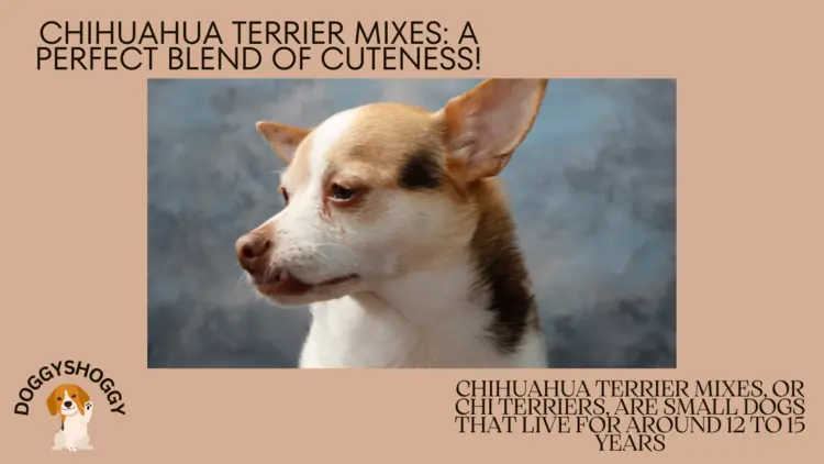Quick Look at Chihuahua Terrier Mixes