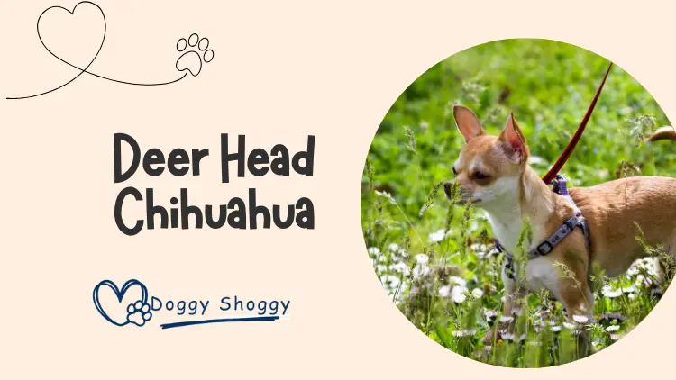 Deer Head Chihuahua