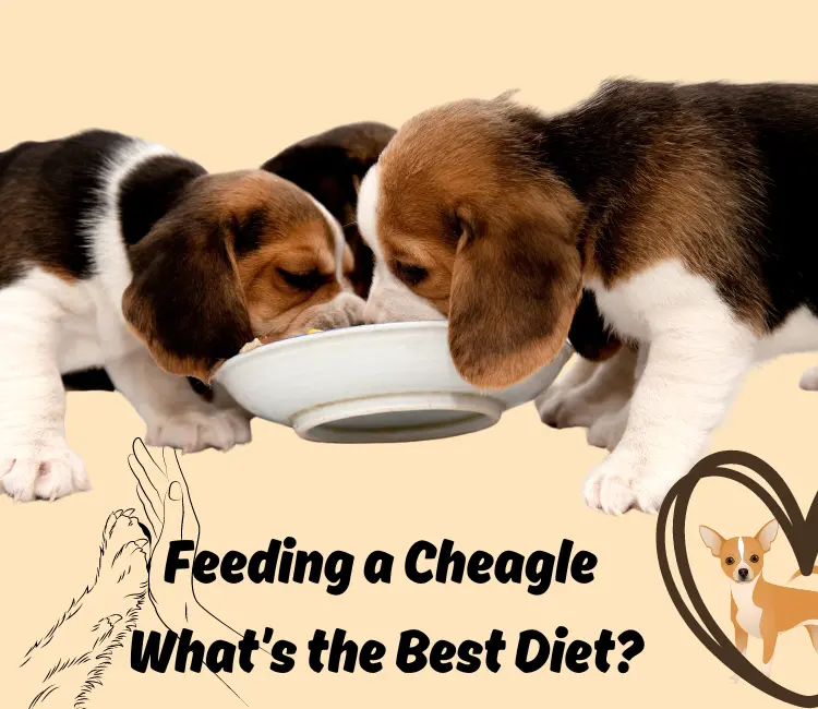 Feeding a Cheagle | What’s the Best Diet?