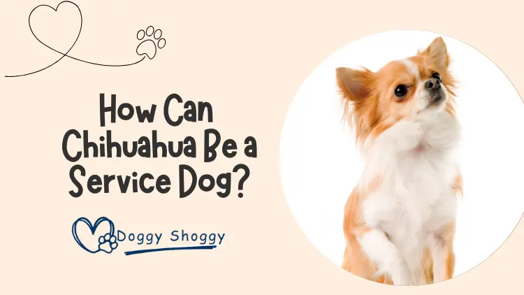 How Can a Chihuahua Be a Service Dog