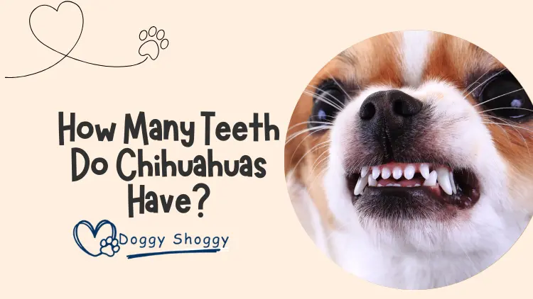 How Many Teeth Do Chihuahuas Have