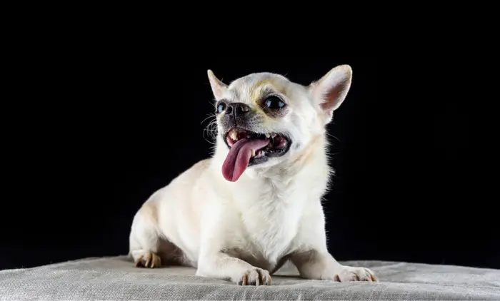 How Many Teeth Do Chihuahuas Have
